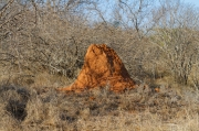 08 - Kruger NP (73)